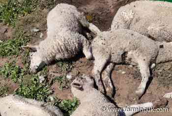 &#39;Deliberate&#39; dog attack kills 18 lambs in Nottinghamshire