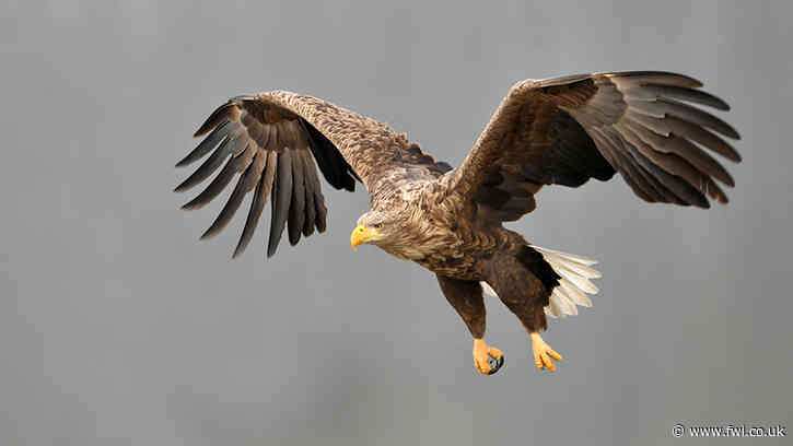 Sea eagle arrival on Loch Lomond prompts farmer fears