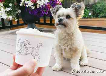 PUPPY LOVE: Ice cream for dogs a winner for Toronto biz - Toronto Sun