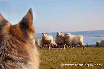 Dog attack fines should increase, sheep farmers say