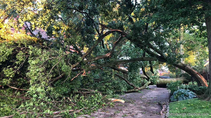 Tree Falls On Vehicle, Blocks Roadway In Point Breeze