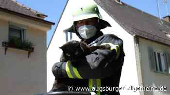 Die Augsburger Feuerwehr rettet Kater Oskar vom Dach