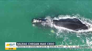 Duas baleias-franca adultas são flagradas se deslocando juntas em praia da Grande Florianópolis; FOTOS - G1