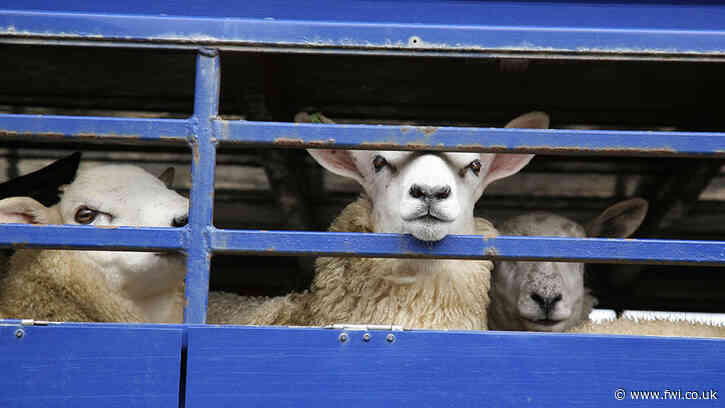 How clean sheep help to improve shelf life of Welsh lamb