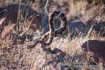 Nevada snake handlers not only humanely remove snakes but also educate others about them