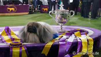 Sieger der Kennel Club Dog Show: Wasabi, der Pekingese - König der Hunde