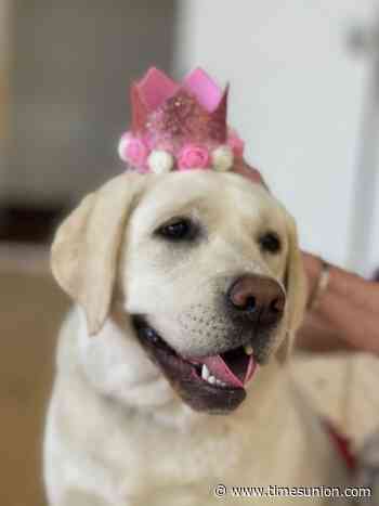 Bishop Maginn crowns a dog its prom queen