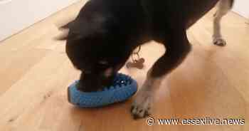 Does your dog bolt its food? - Gadgets to slow a greedy pet - Essex Live