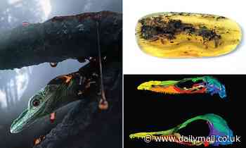 'Highly unusual' creature locked in amber for 99MILLION years is confirmed to be a LIZARD