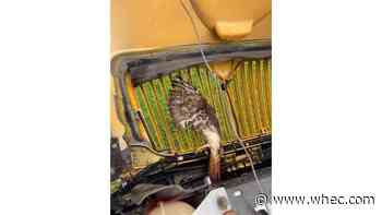 Seneca County hawk released after being saved from grill of school bus