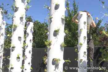 Antwerpenaar installeert verticale tuinen, waar ook Mark Coucke fan van is