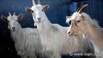 GOAT and goats: Some adorable farm animals tease Madden NFL 22 cover