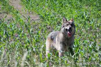 Wandelaars in Lozen twijfelen: een wolf of een hond? - Het Belang van Limburg