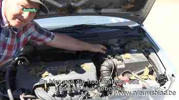 Steenmarters teisteren buurt in Bocholt