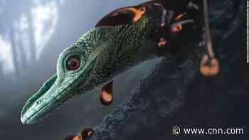 World's smallest dinosaur is actually a 'weird' prehistoric lizard, scientists say