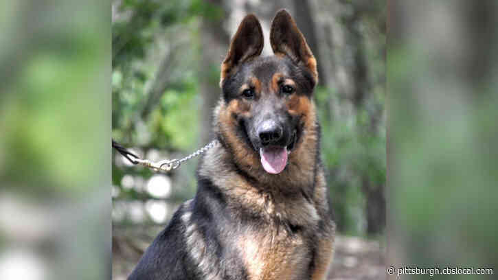Pennsylvania Second Lady Gisele Fetterman Calls On Pennsylvanians To Support Bills Helping Bureau Of Dog Law Enforcement