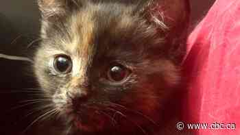 This 'cuddly, sweet' kitten is recovering from surgery after being born without an anus