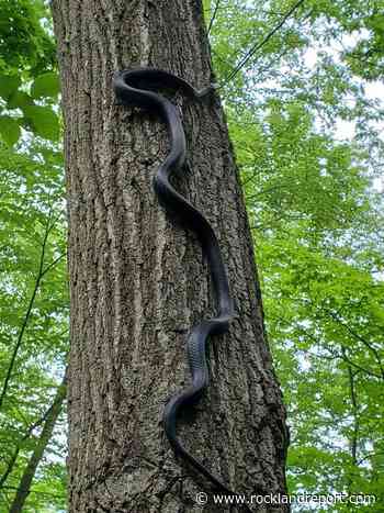 8 Ft Snake Pictured Climbing Tree on Anthony's Nose Hiking Trail - Rockland Report
