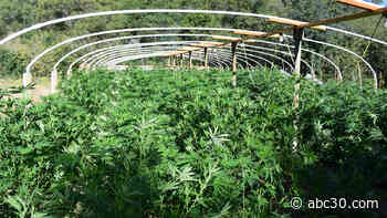 Massive Fresno County operation leads to seizure of $250 million worth of marijuana, 37 arrests