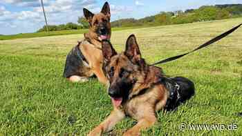 Marsberg: Hunde aus Tierschutz nach drei Tagen wieder allein - Westfalenpost