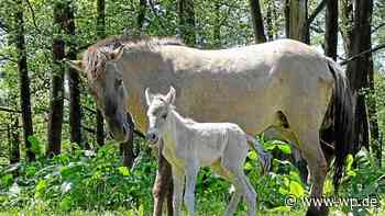 Marsberg: Name für Wildpferd-Fohlen gesucht - Westfalenpost