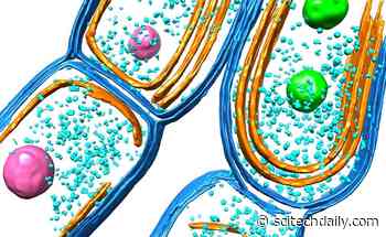 New Insight Into Biosynthesis: How Cyanobacteria Evolve Their Photosynthetic Machinery