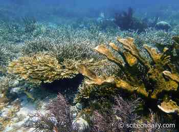 Reef-Building Corals and the Microscopic Algae Within Their Cells Genetically Evolve in Tandem