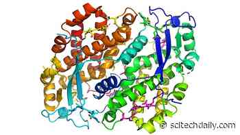 Missing Link Identified: Mystery of Photosynthetic Algae Evolution Finally Solved