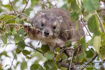 Raucous Barks Reverberating in the Night Lead to the Discovery of New Species