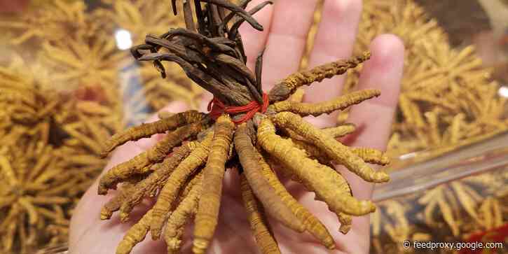 Caterpillar fungus, the world's most valuable parasite, can cost up to $63,000 per pound
