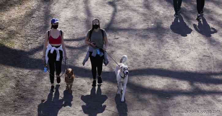 U.S. CDC to suspend import of dogs from more than 100 countries over rabies concerns - Reuters