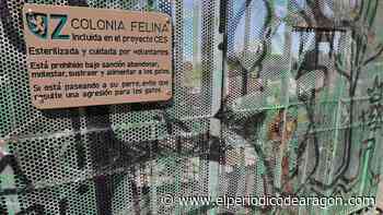 Zaragoza pide investigar los actos vandálicos en la colonia felina El Guano - El Periódico de Aragón