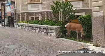 Un cervo mangia l'erba nelle aiuole in piazza - Terre Marsicane