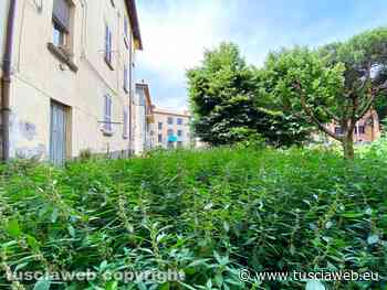 "Arena c'ha abbandonato tra i topi e l'erba alta..." - Tuscia Web