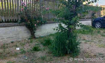 TG Roseto Roseto, erba cresce al lungomare - Tg Roseto