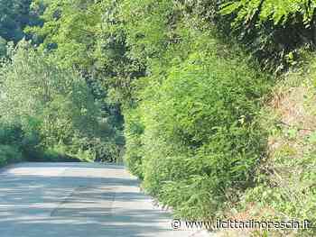 Finalmente si taglia l'erba. Alia da lunedì per le strade del centro. Ecco il calendario delle vie - Il Cittadino Pescia