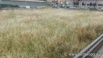 Erba altissima nella buca ex Cral: «Il Comune predica bene e razzola male» - latinaoggi.eu