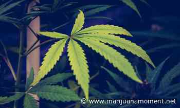 Rhode Island Marijuana Legalization Bill Approved In Senate Committee - Marijuana Moment