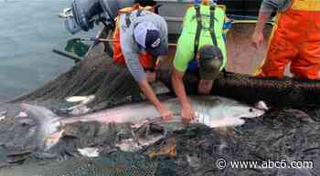 Great white shark tagged in Rhode Island waters for the first time - WLNE-TV (ABC6)