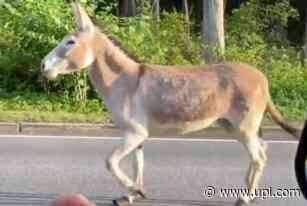 Loose donkey trots down Rhode Island road - UPI News