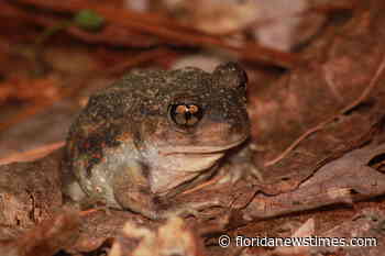 New research methods prove that the rarest frogs on Rhode Island may not be so rare - Florida News Times