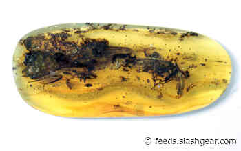 Trapped in amber, a bizarre fossil that had scientists fooled – until now