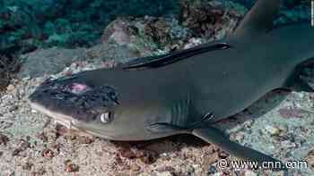 Mysterious skin disease plaguing sharks near popular dive spot