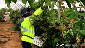 New agriculture visa established for UK and Australian workers