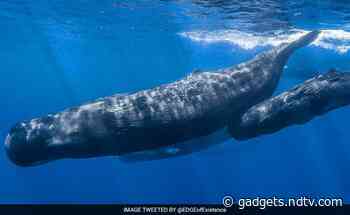 Can Humans Ever Understand What Sperm Whales say? This Research Has Roadmap Towards It