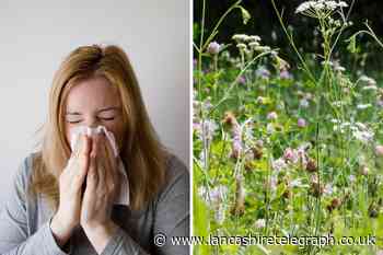 Blackburn's pollen count is set to be 'very high' this week