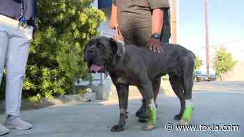 Community helps family pay medical bills for dog shot by LA County deputy - FOX 11 Los Angeles