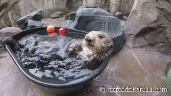 How animals at the Minnesota Zoo are staying cool in this heat