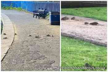 WATCH: Disgusting images show rats swarming across Bradford parks