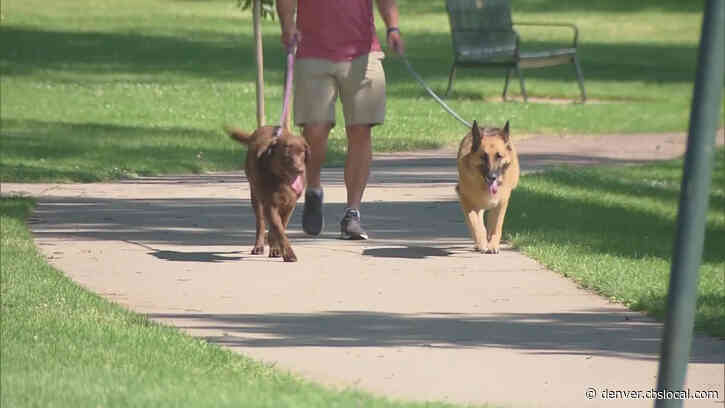Colorado Dog Owners Should Take Careful Steps To Avoid Heat-Related Injuries To Their Pets